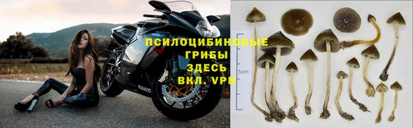 стафф Алексин